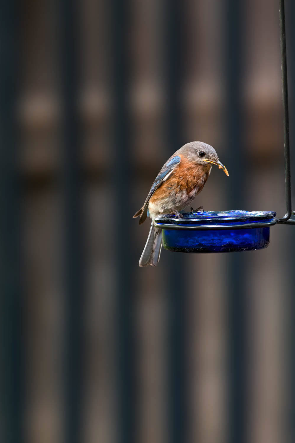 Eastern Bluebird-Female