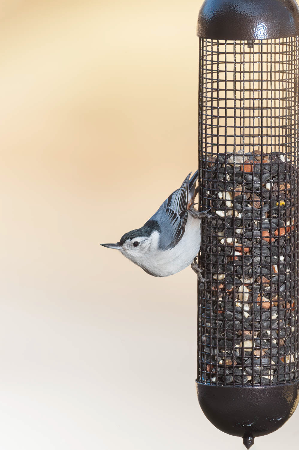 White-breasted Nuthatch