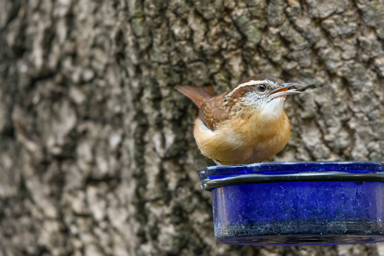 Carolina Wren