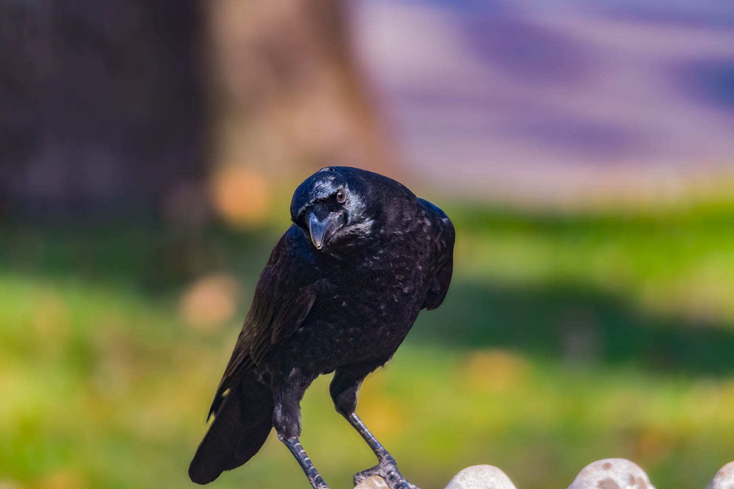American Crow