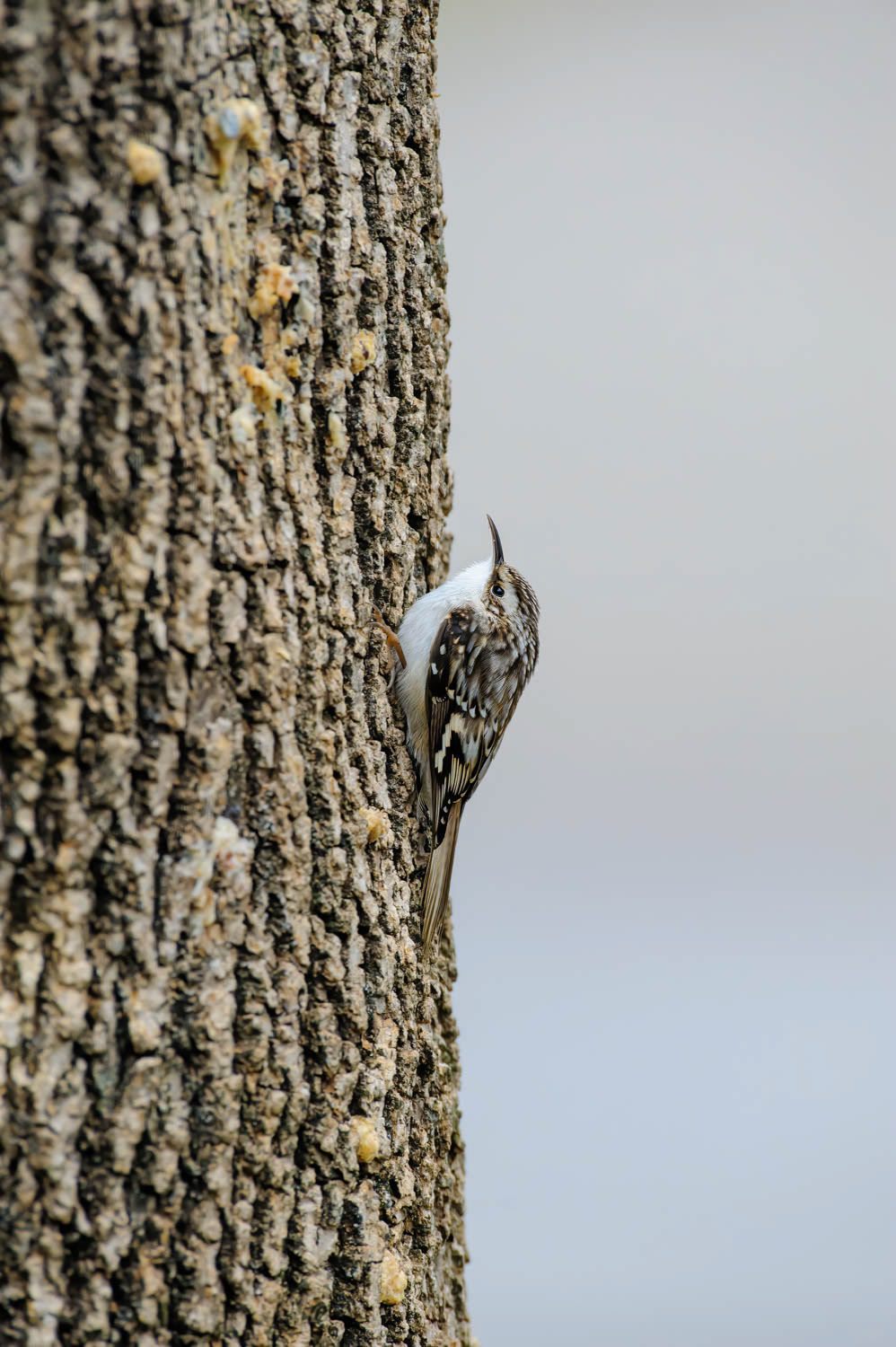 Brown Creeper