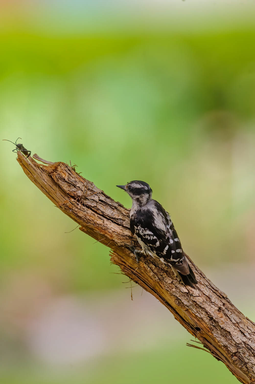 Downy Woodpeclers - Juvenile