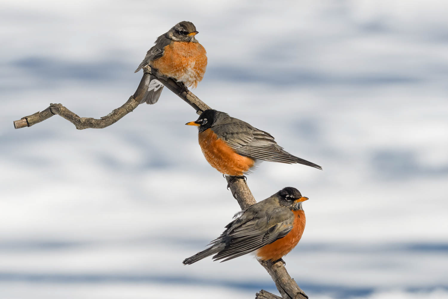 American Robin