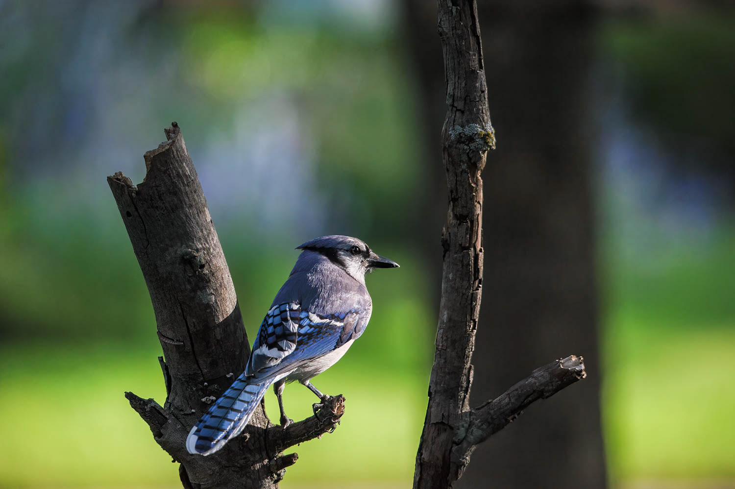 Bluejay