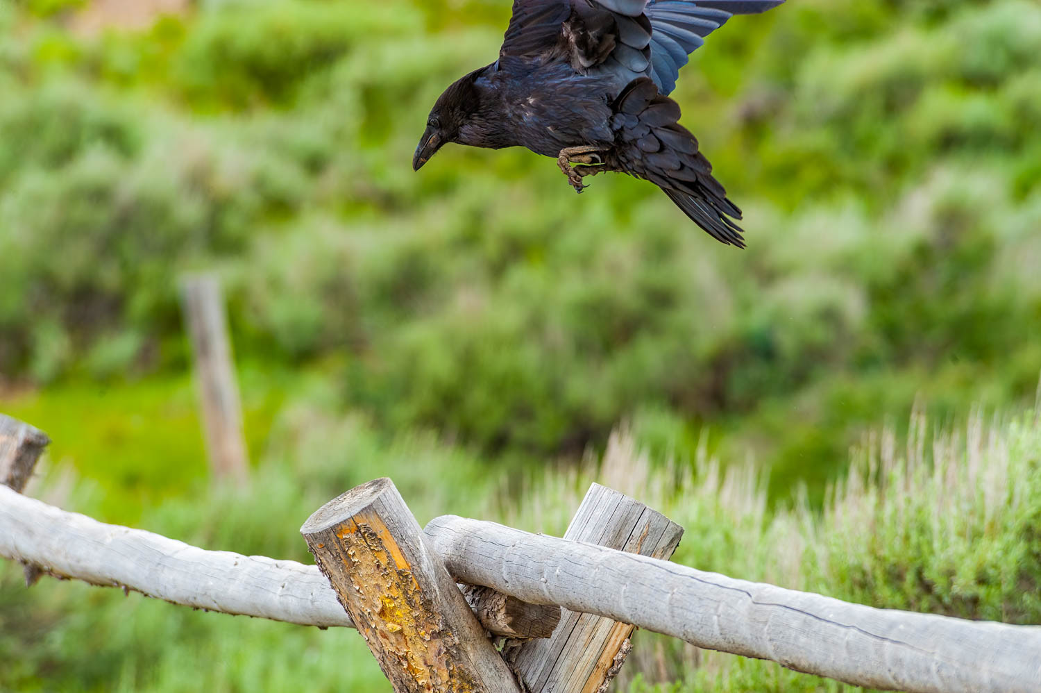 Common Raven
