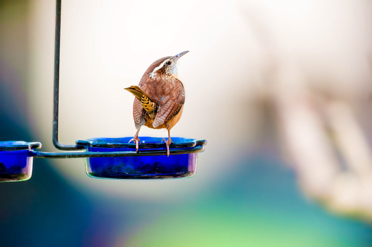 Carolina Wren