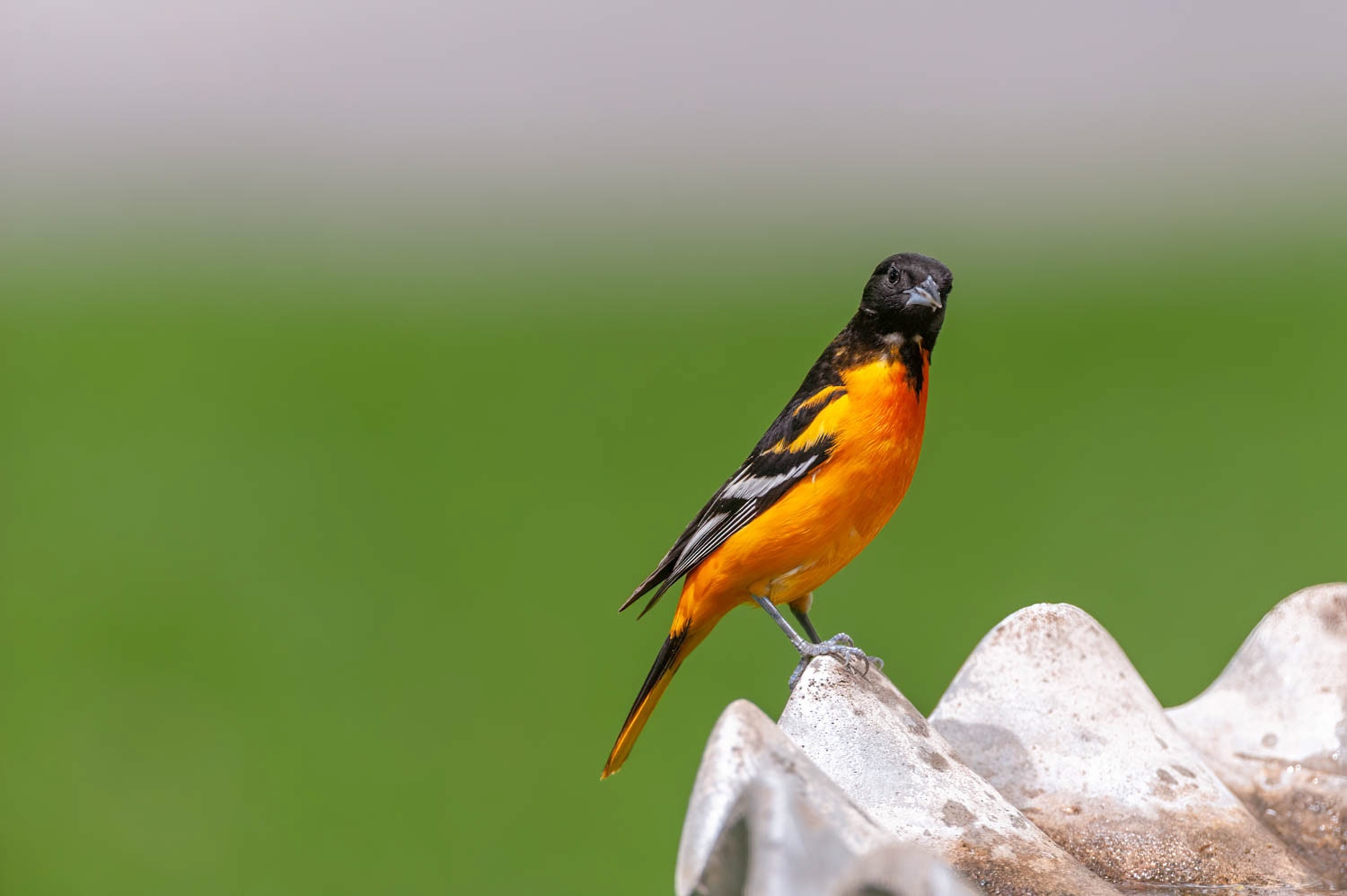 Baltimore Oriole