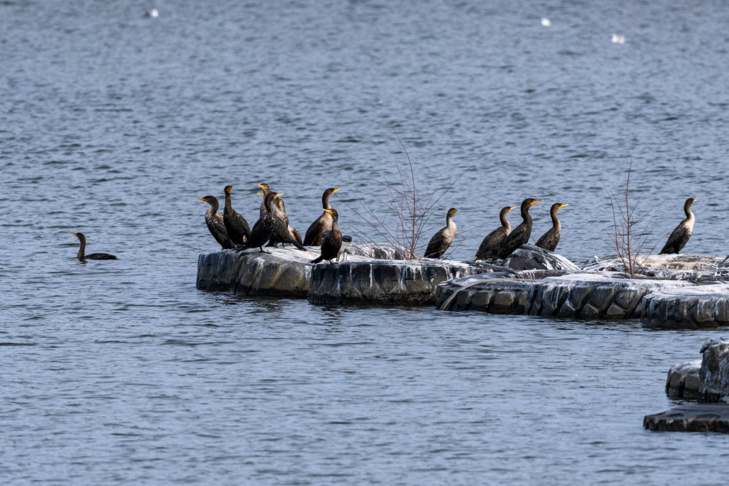 Double-crested Cormorant