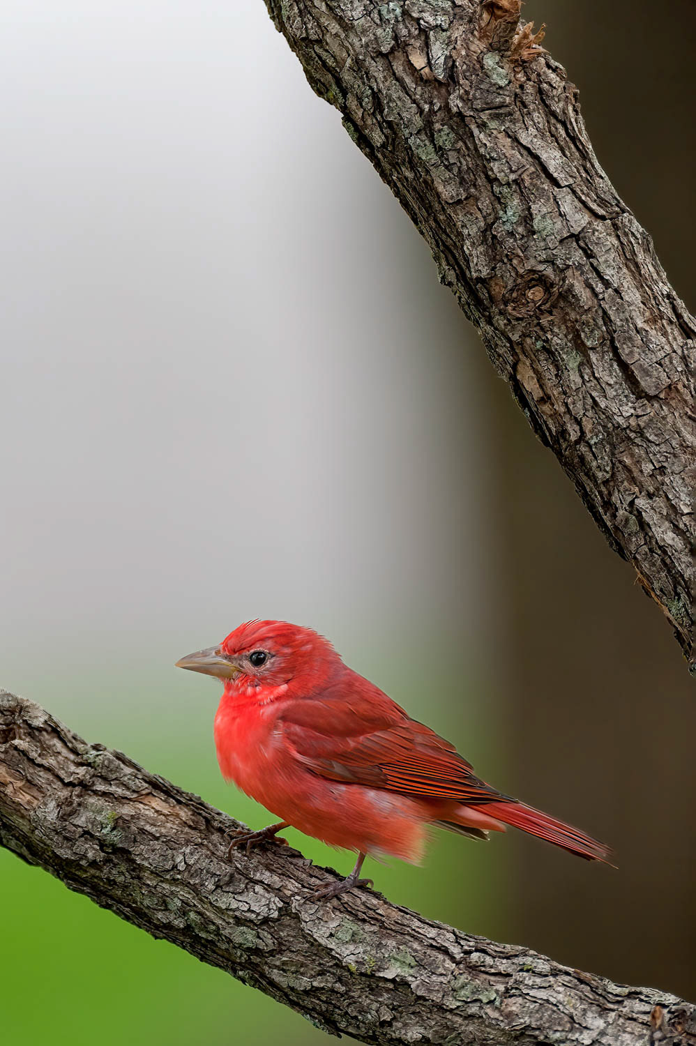Summer Tanager-Male