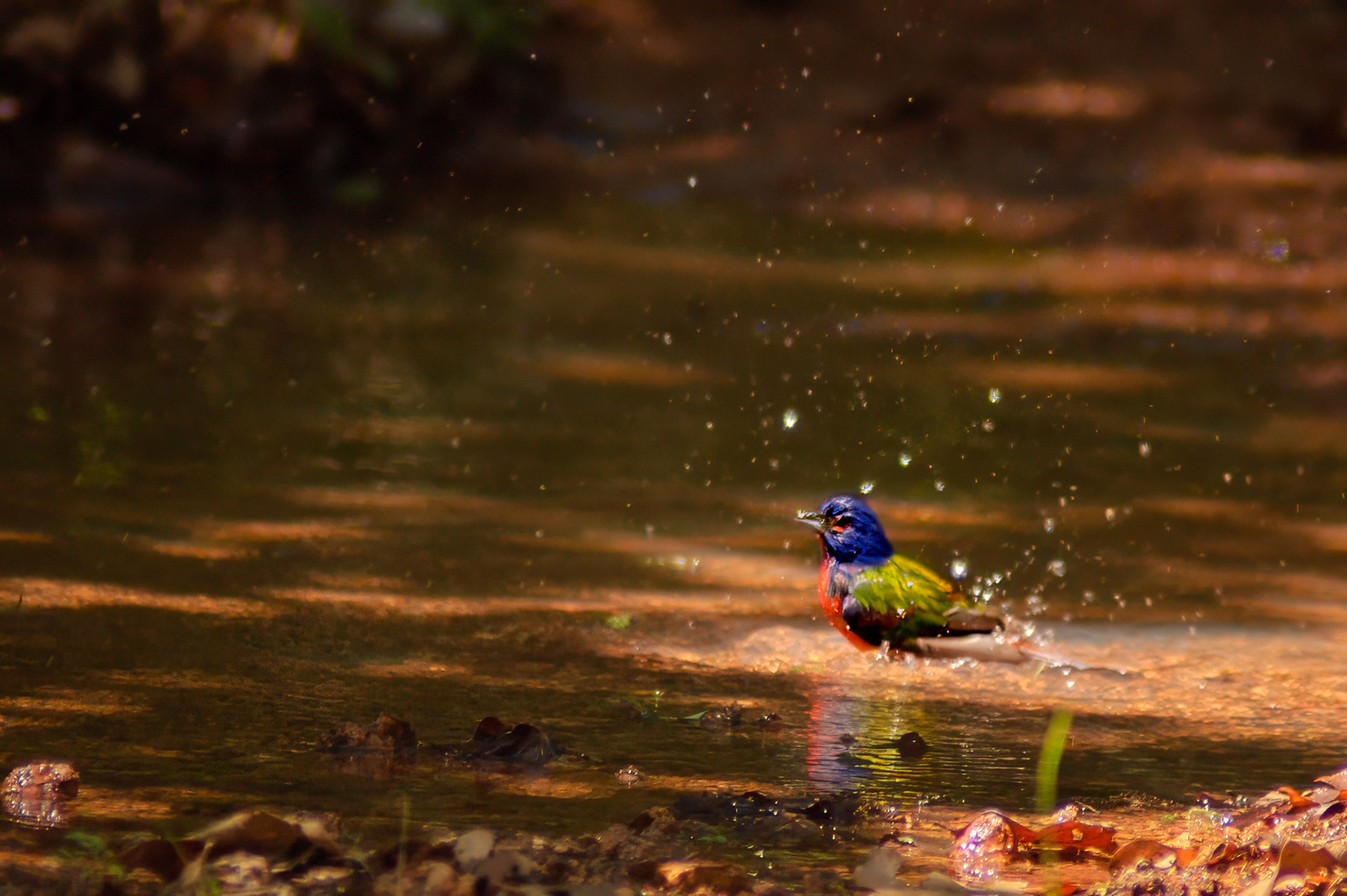 Male Painted Bunting
