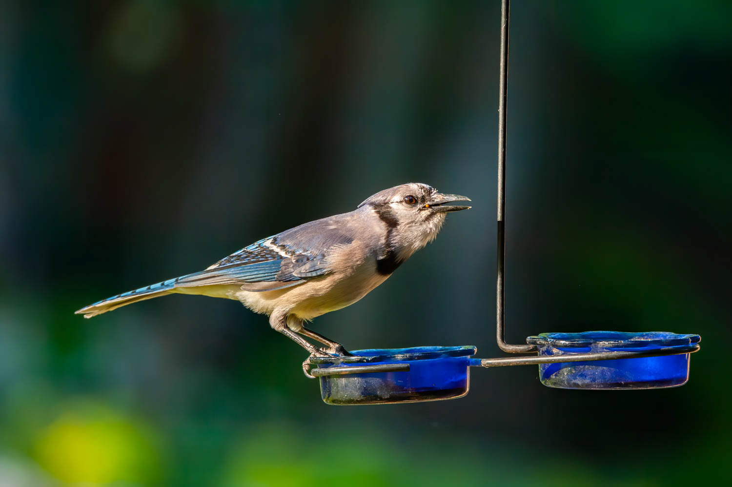 Bluejay