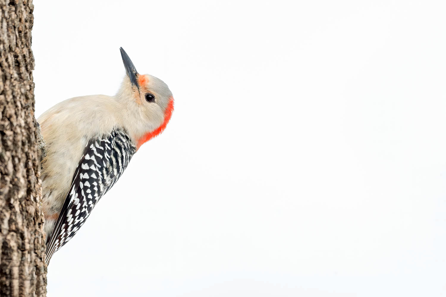 Red-bellied Woodpecker