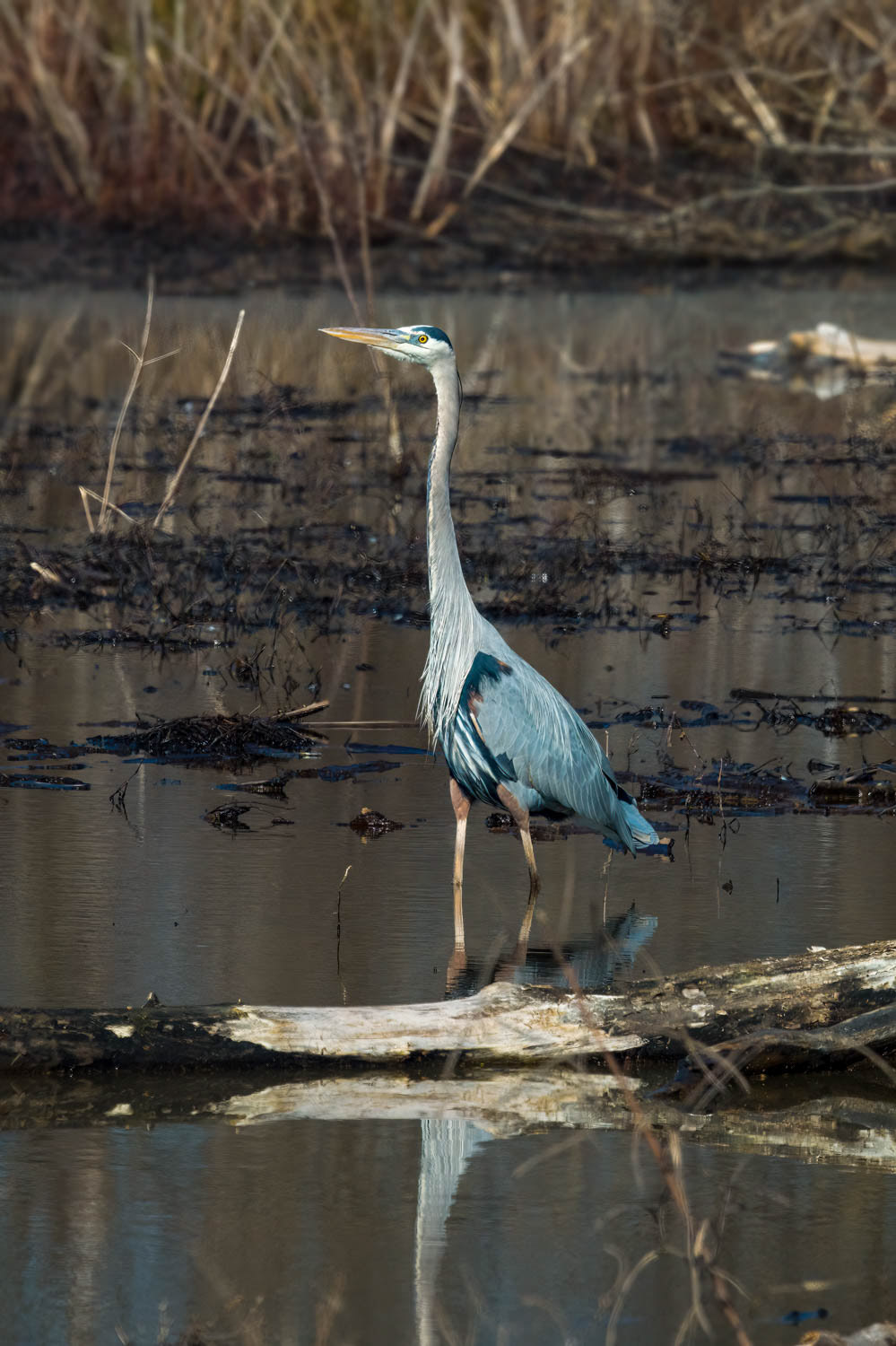 Great Blue Heron