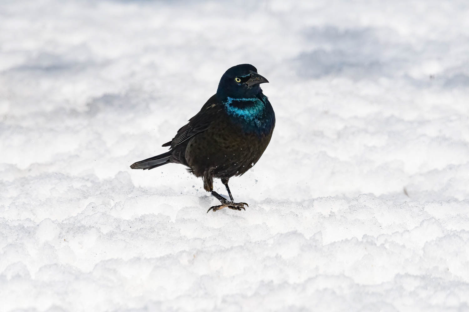 ommon GrackCommon Gracklele