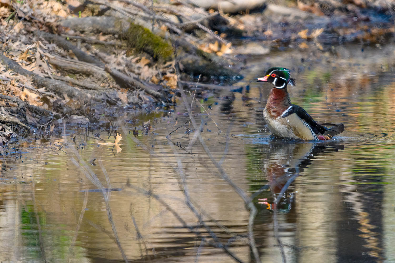 Wood Duck Drake