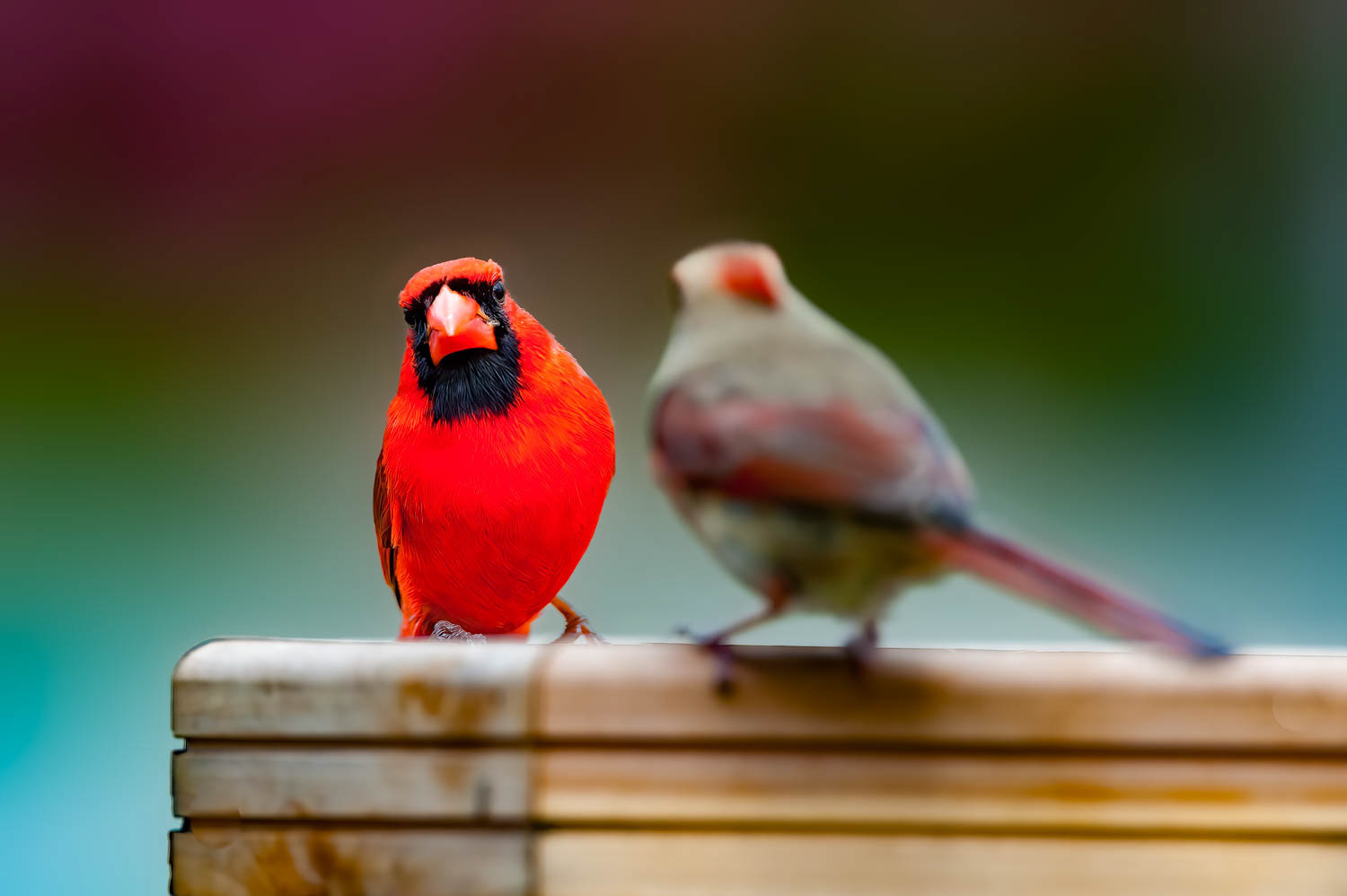Northern Cardinal - Male Eyeing Female