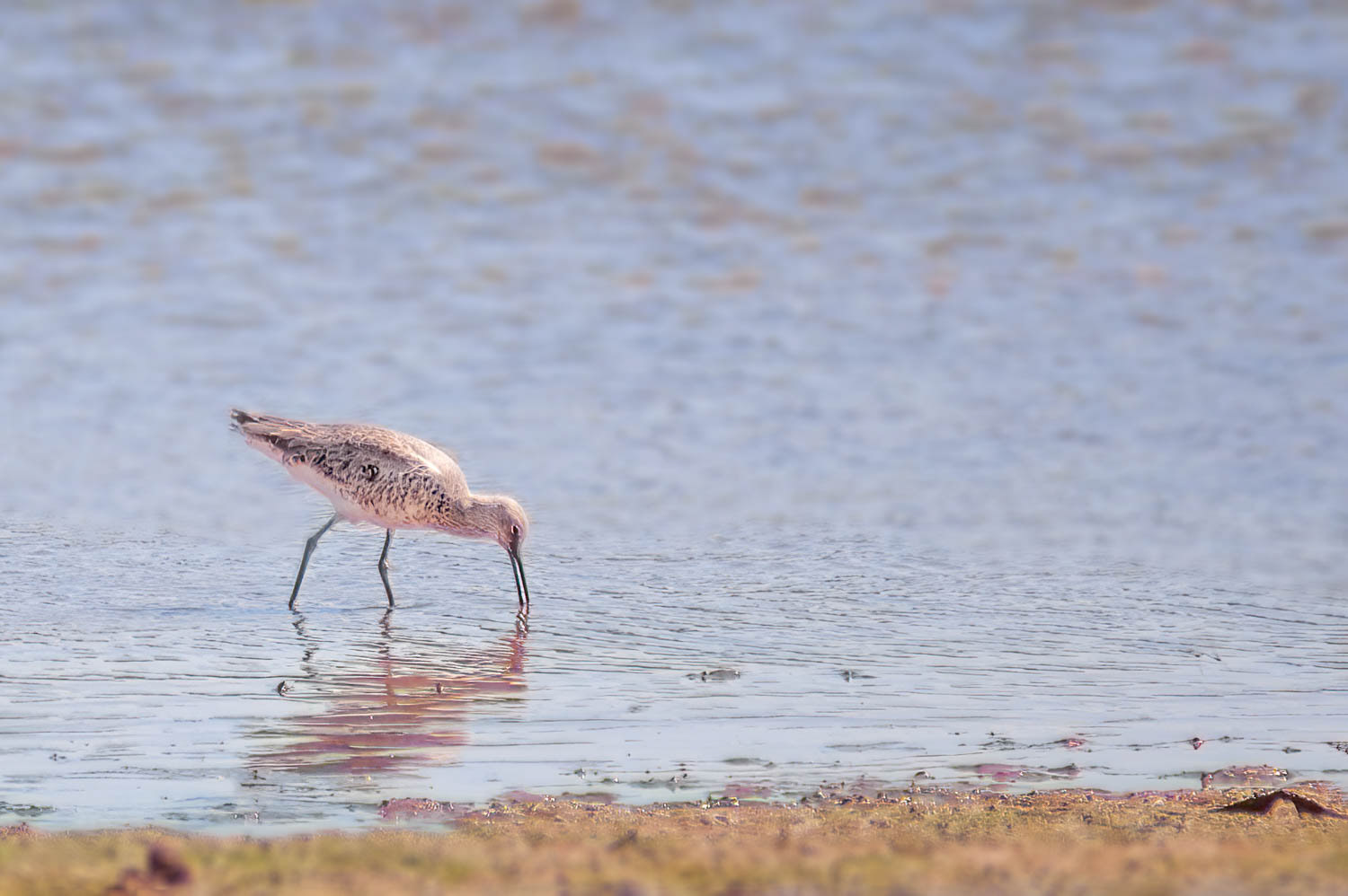 Willet