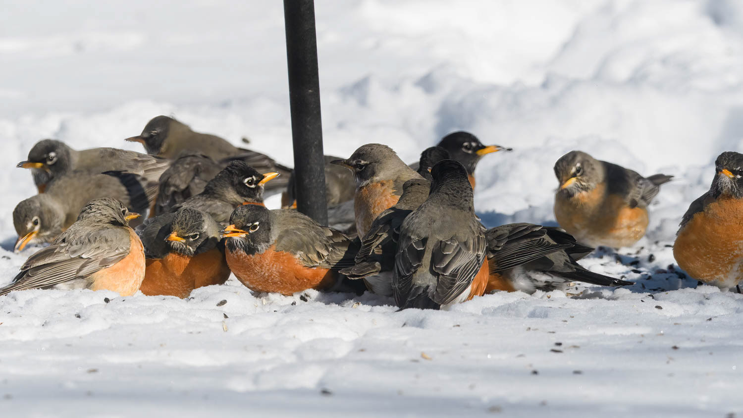 American Robin