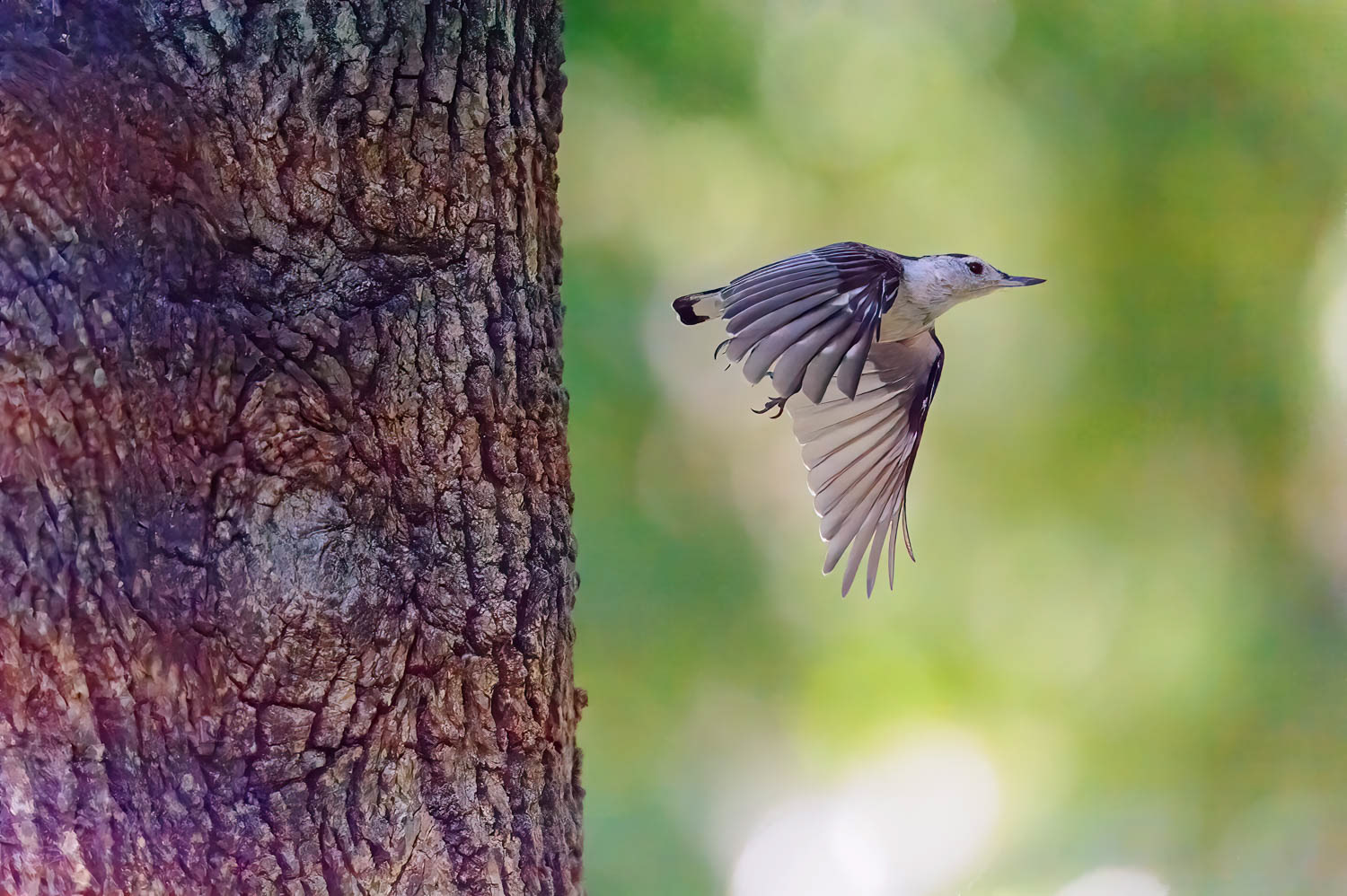White-breasted Nuthatch