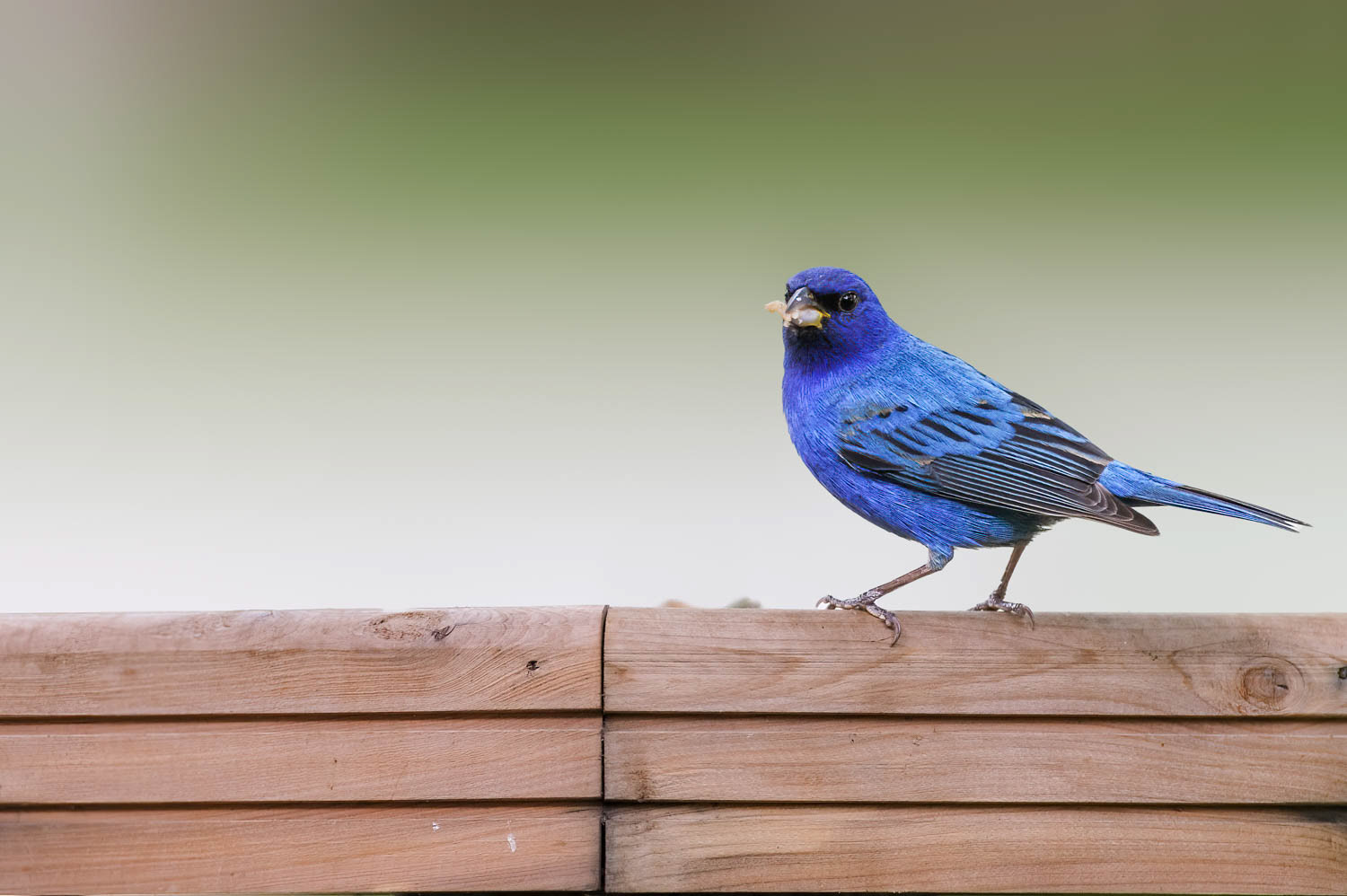 Indigo Bunting-Male