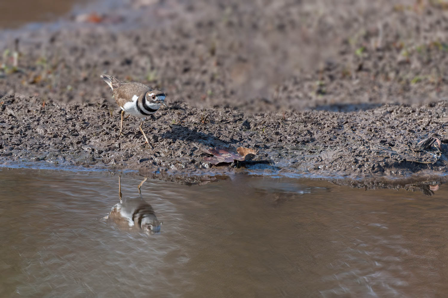 Killdeer