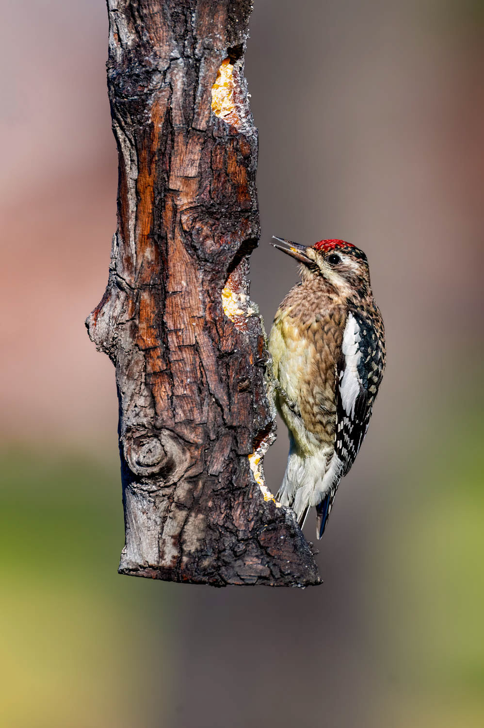 Yellow-bellied Sapsucker