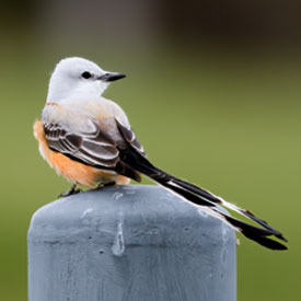 Scissor-tailed Flycatcher  