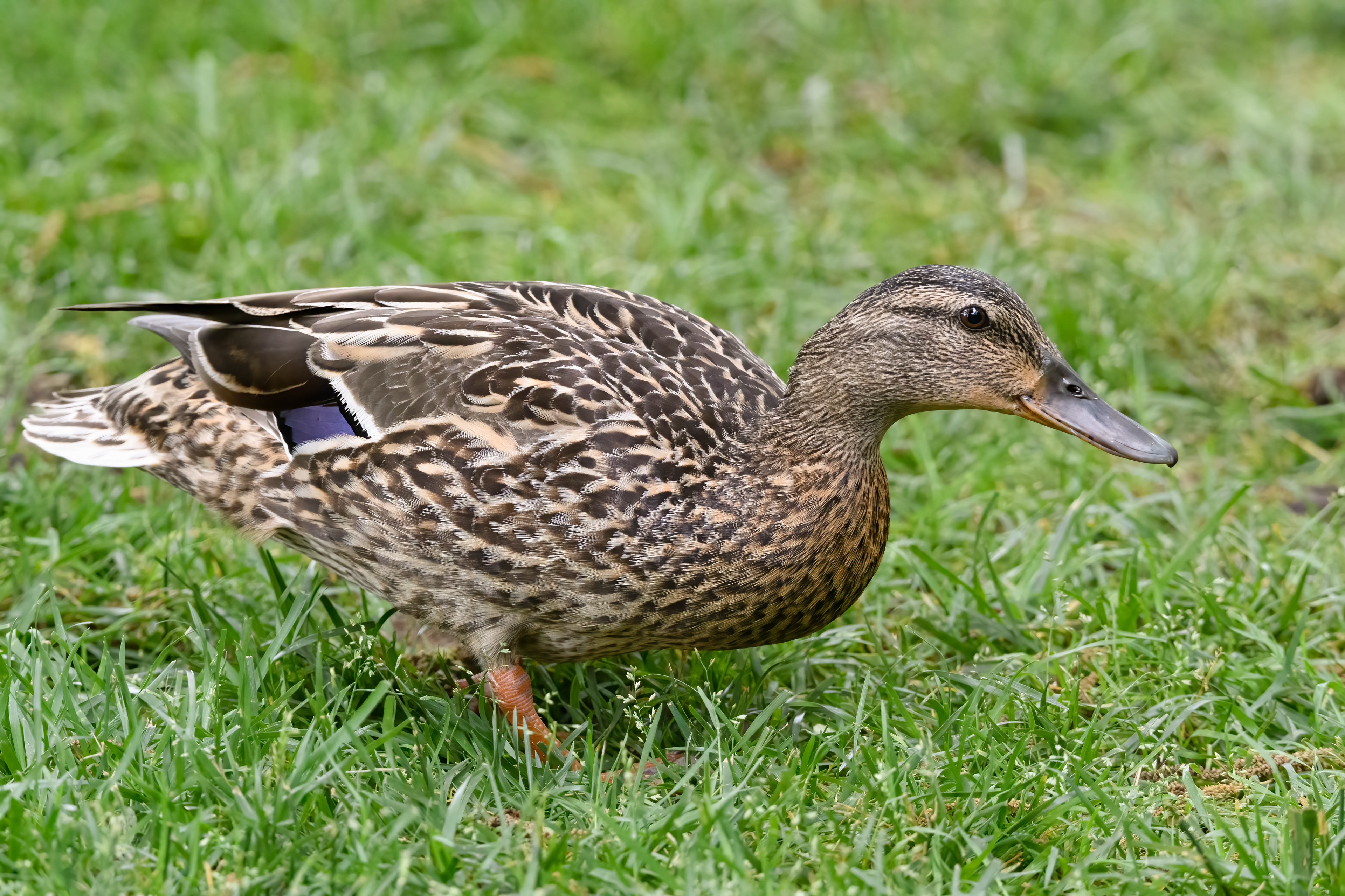 Mallard Hen
