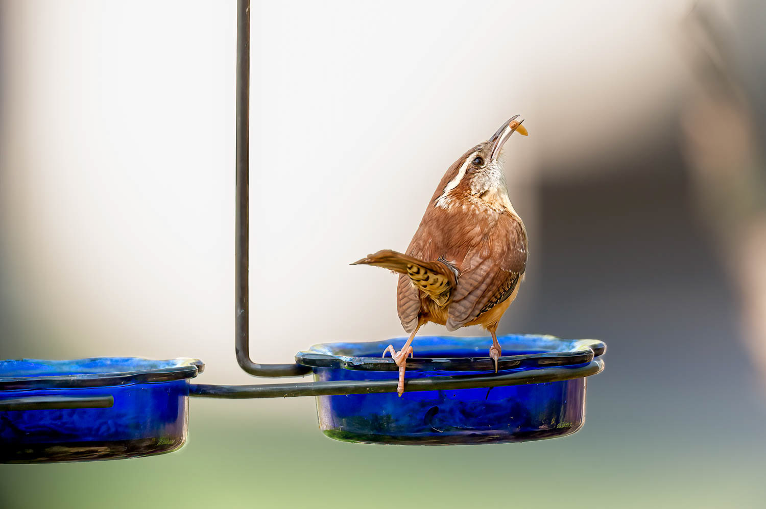 Carolina Wren