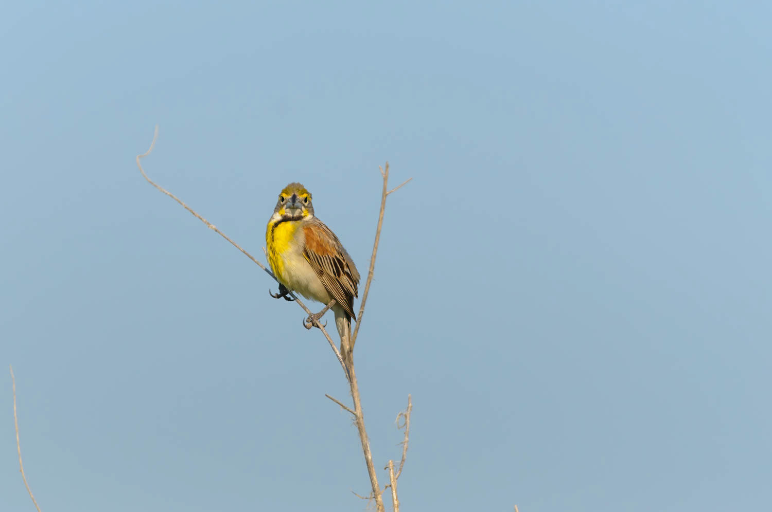 Dickcissel=Male