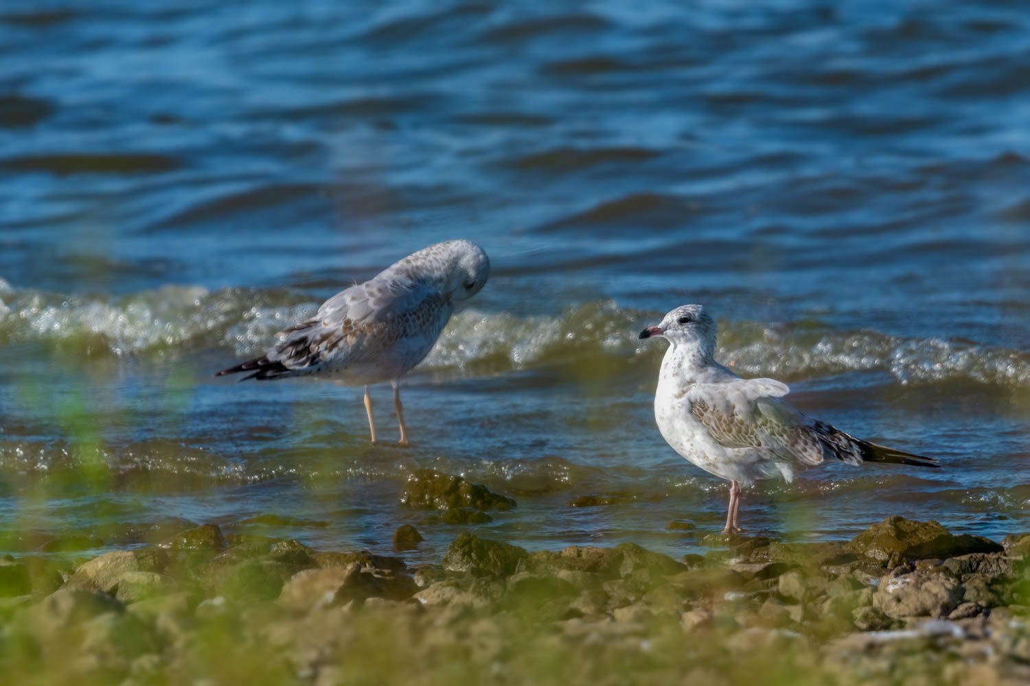 Ring-billed Gulls
