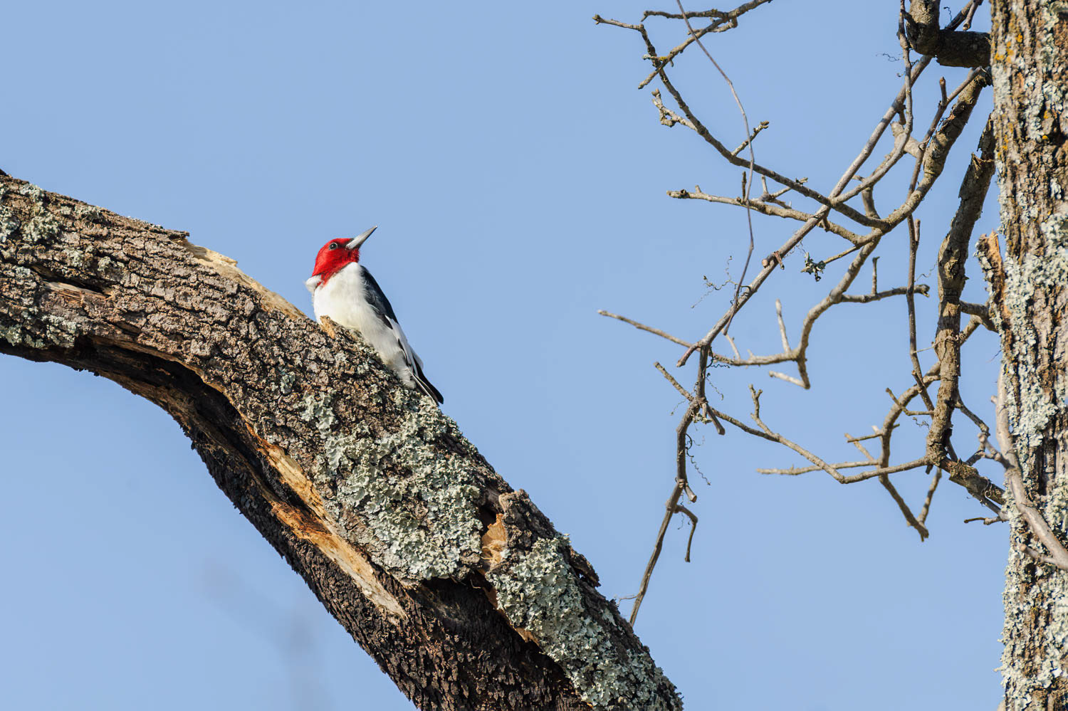 Red - Headed Woodpecker
