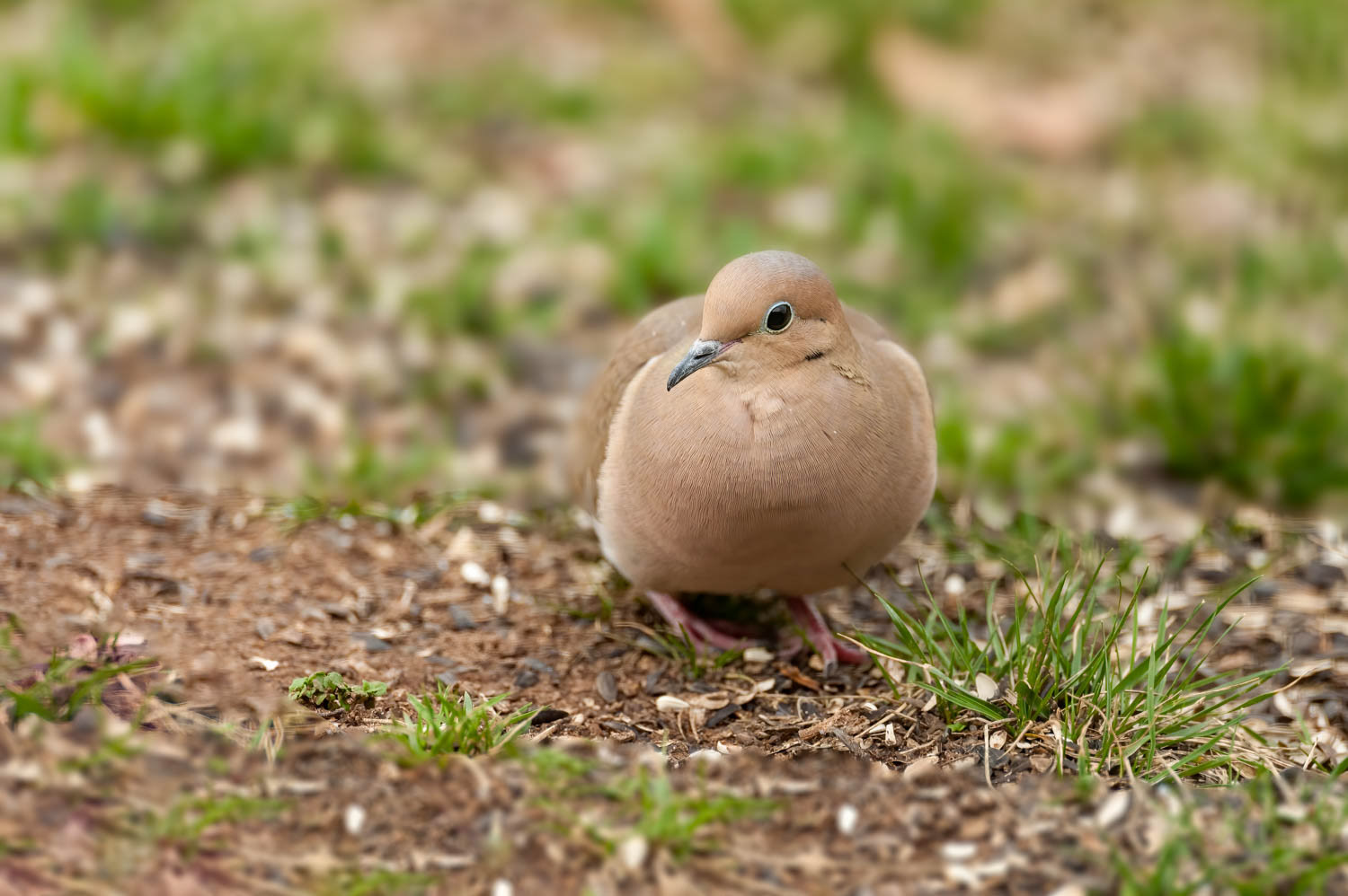 Mourning Dove