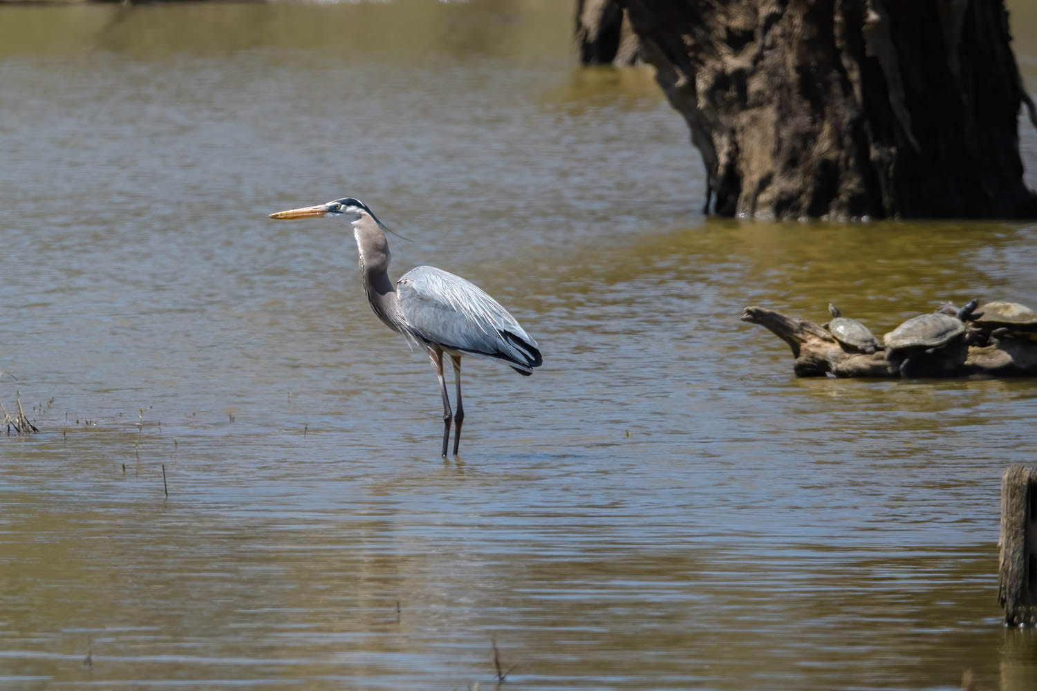 Great Blue Heron