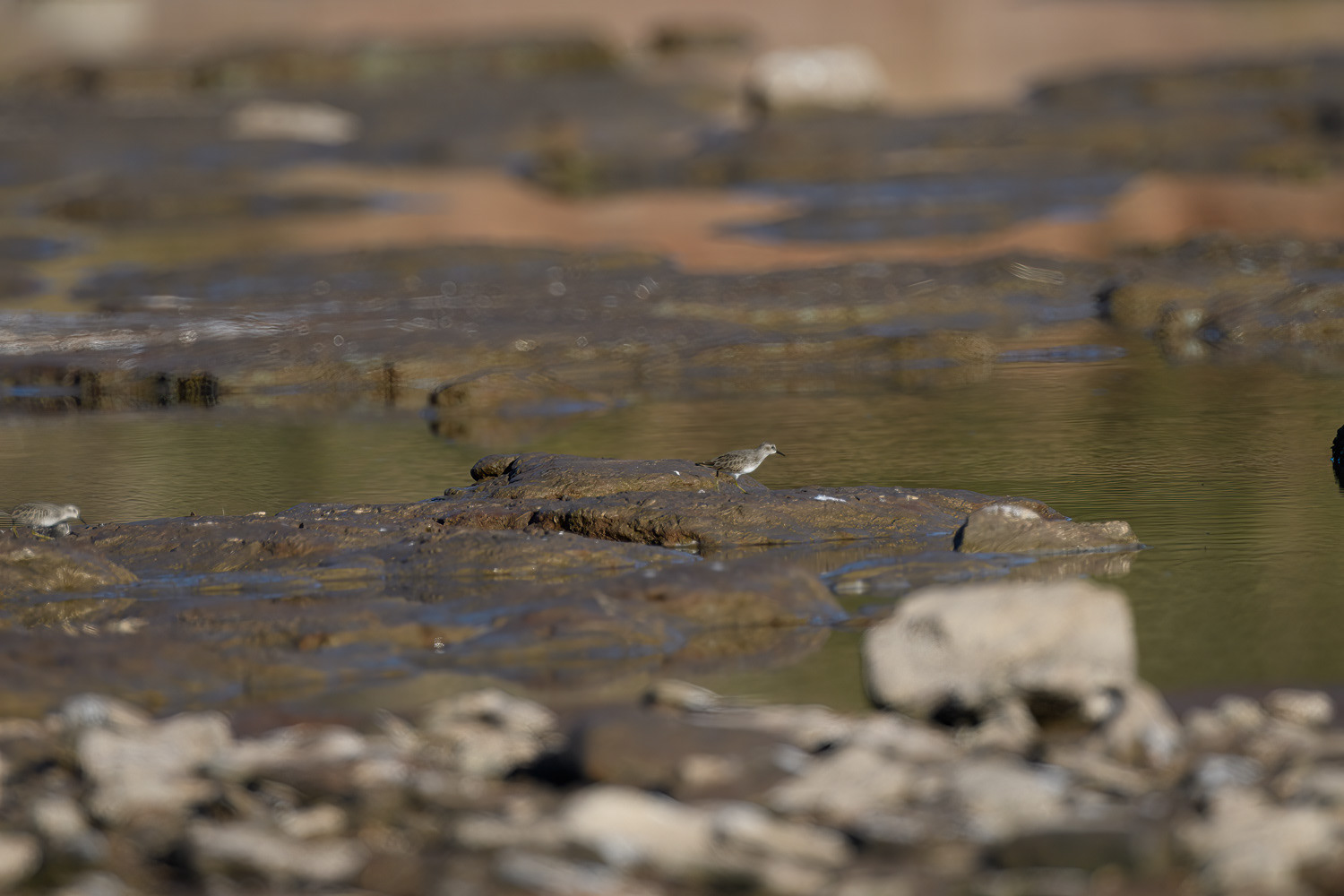 Least Sandpiper