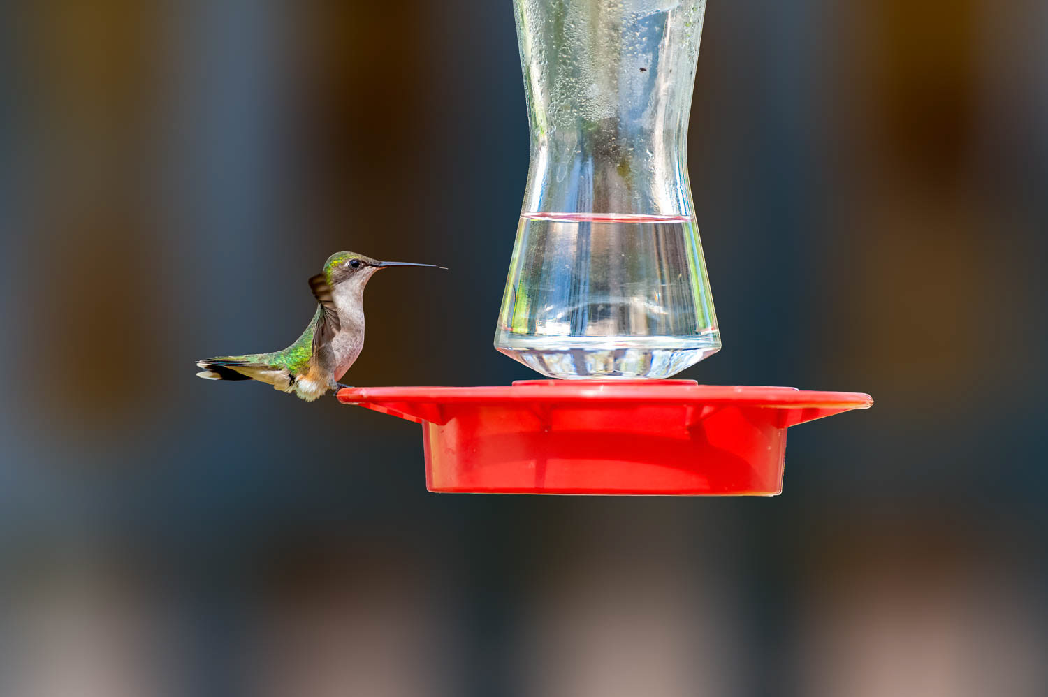 Ruby-throated Humming Bird