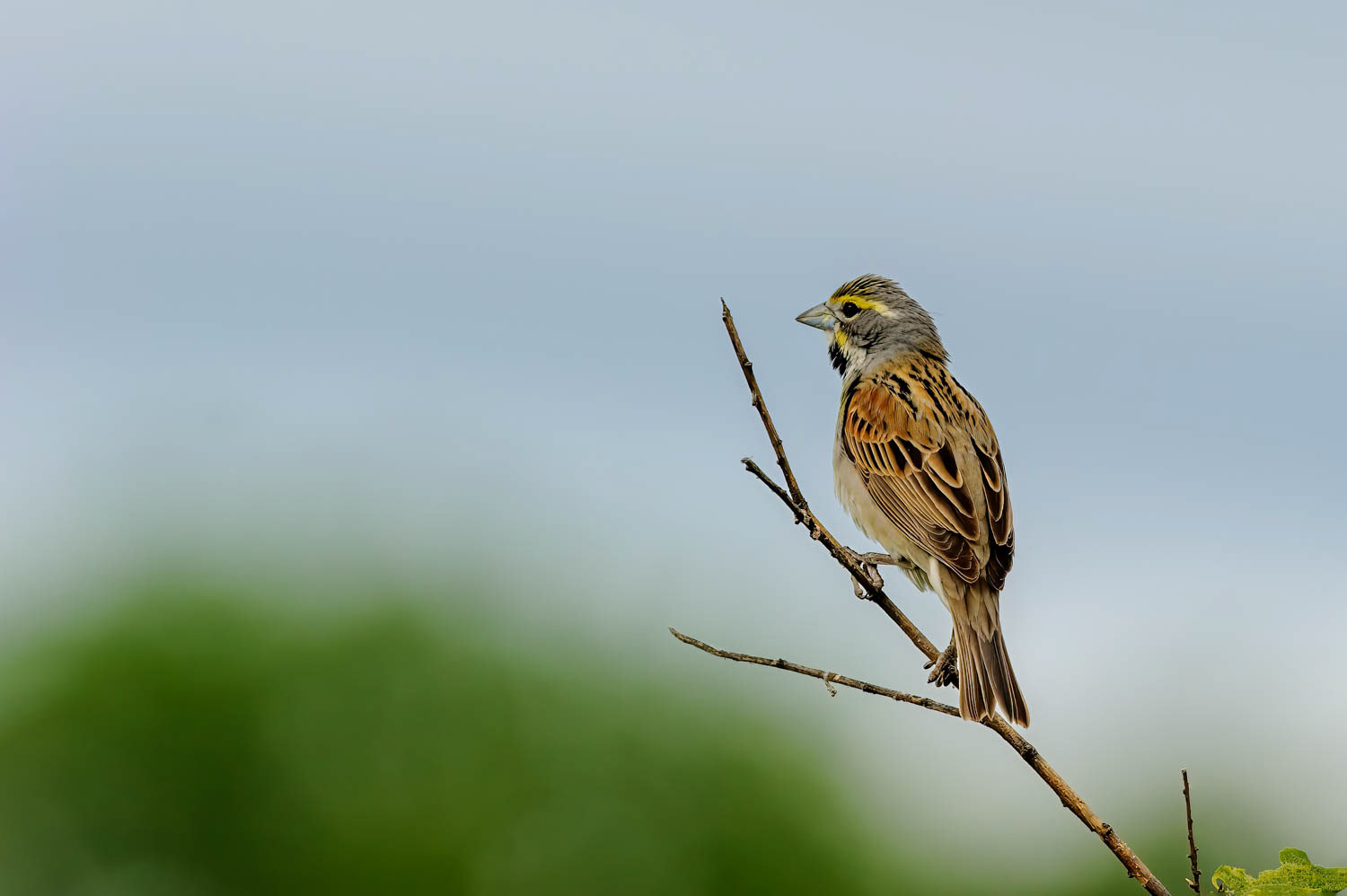 Dickcissel=Male