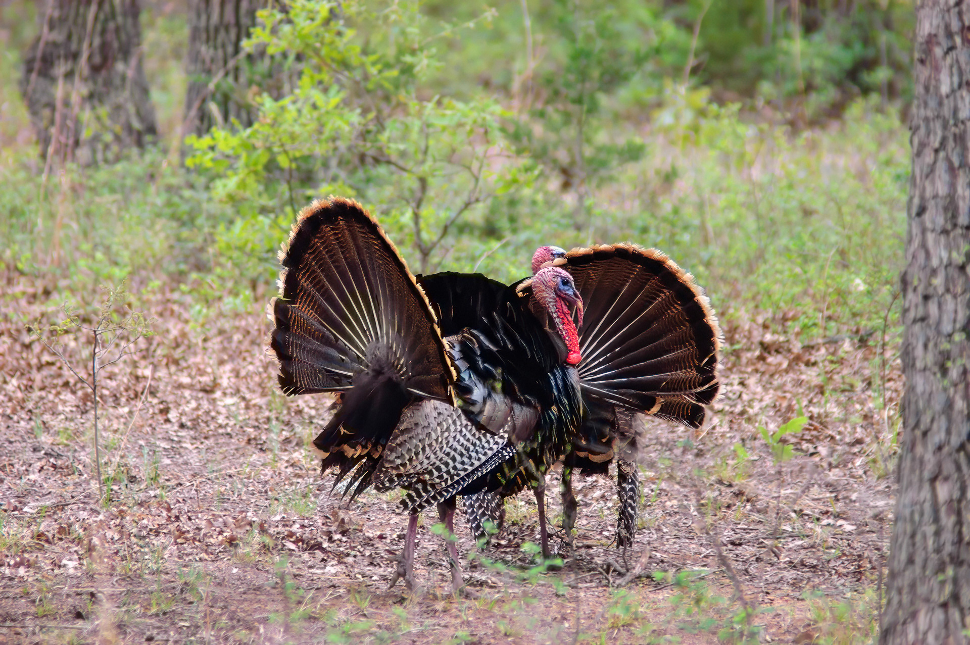 Wild Turkey