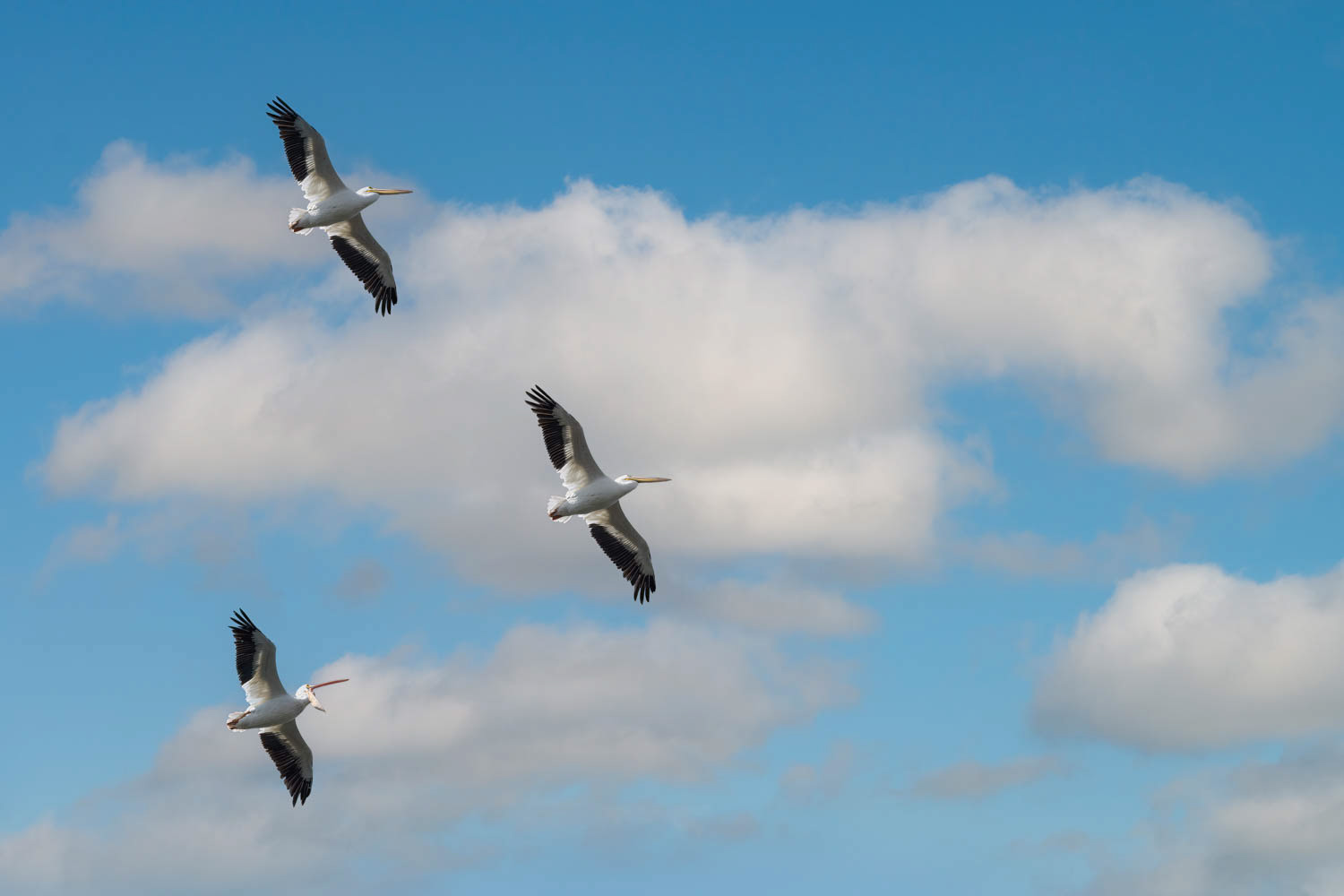 American White Pelican