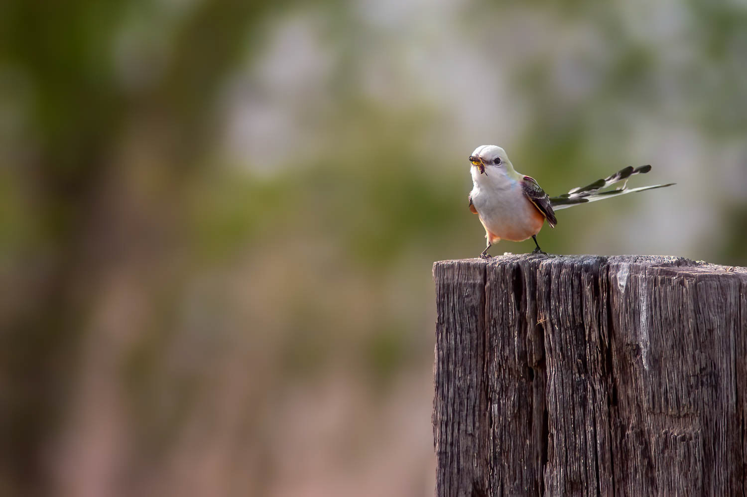 Scissor-tailed Flycatcher