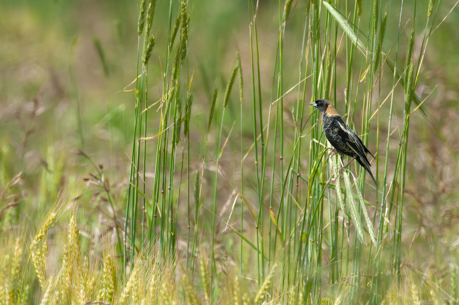 Bobolink
