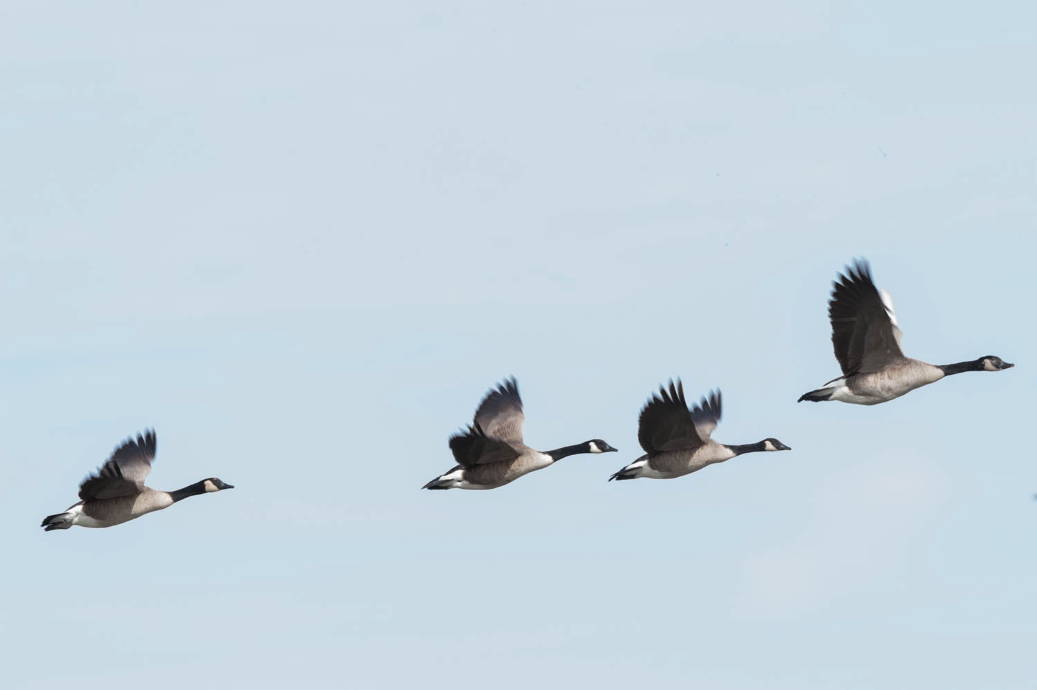 Canada Geese