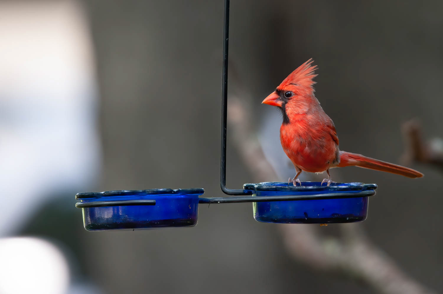 Northern Cardinal - Male