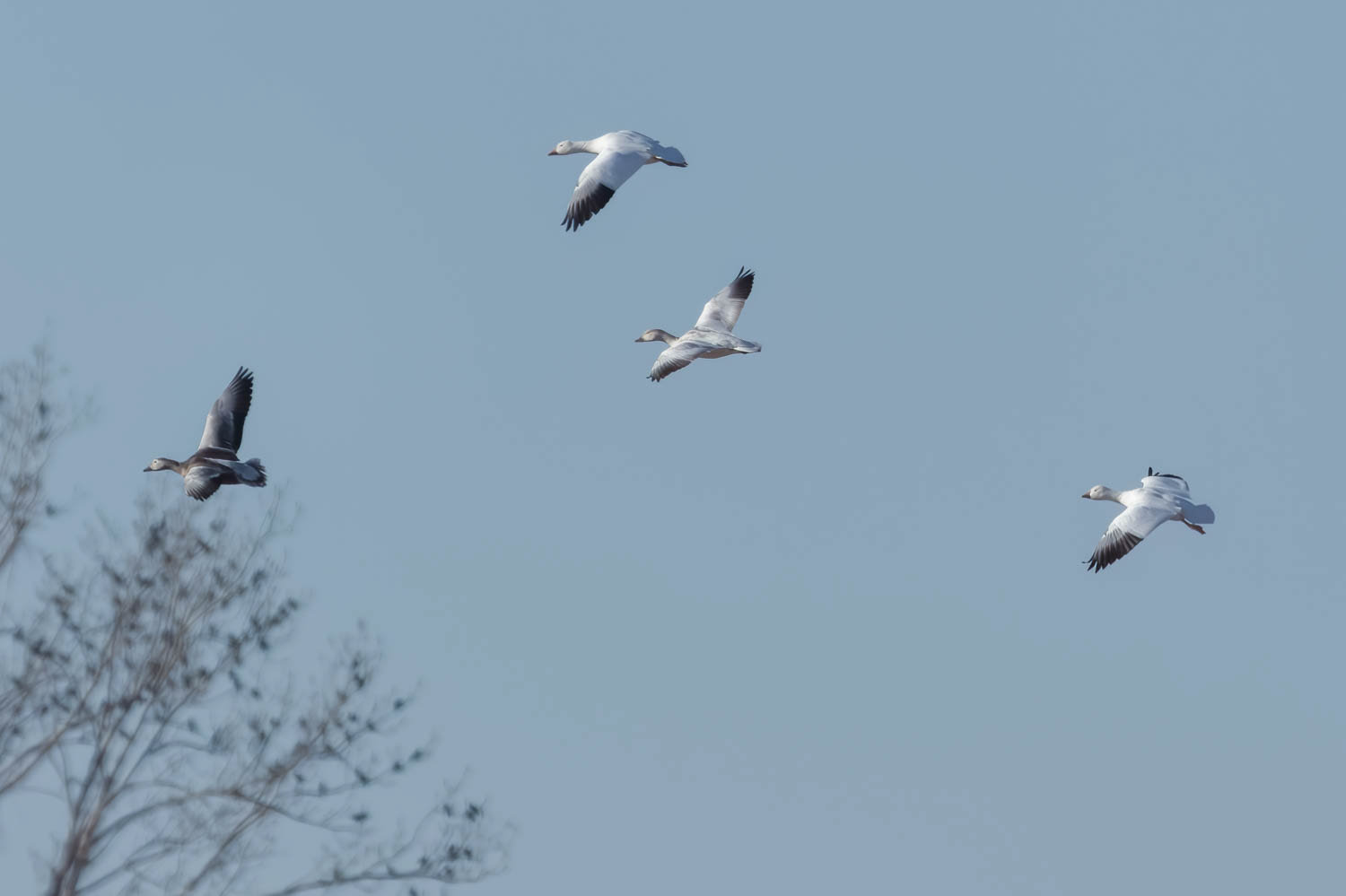 Snow Geese
