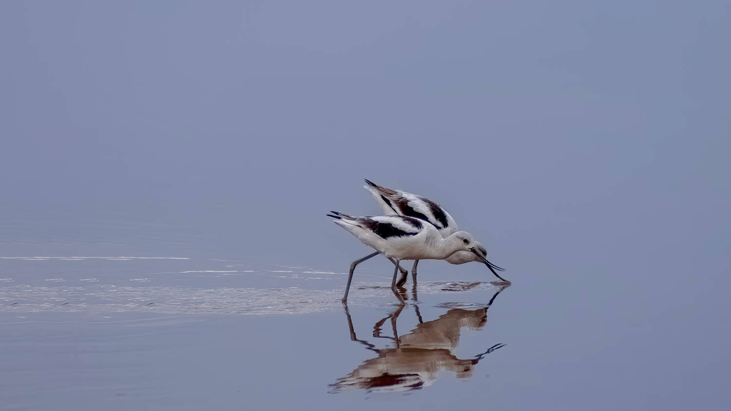 American Avocets-Winter