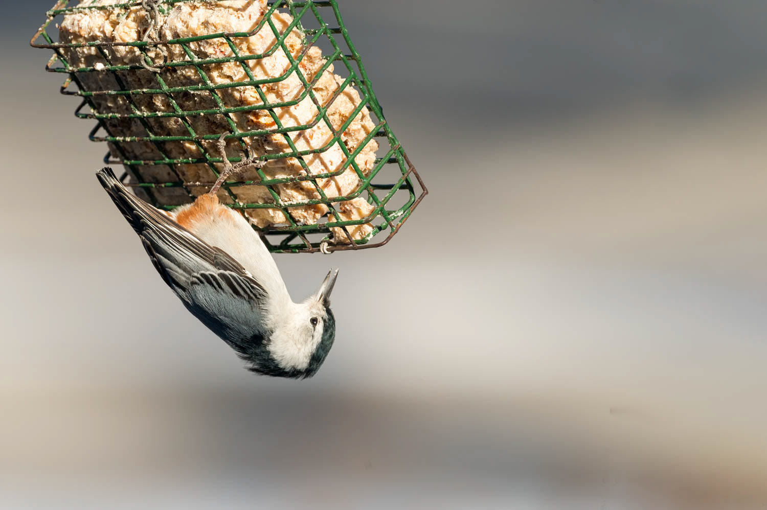 White-breasted Nuthatch