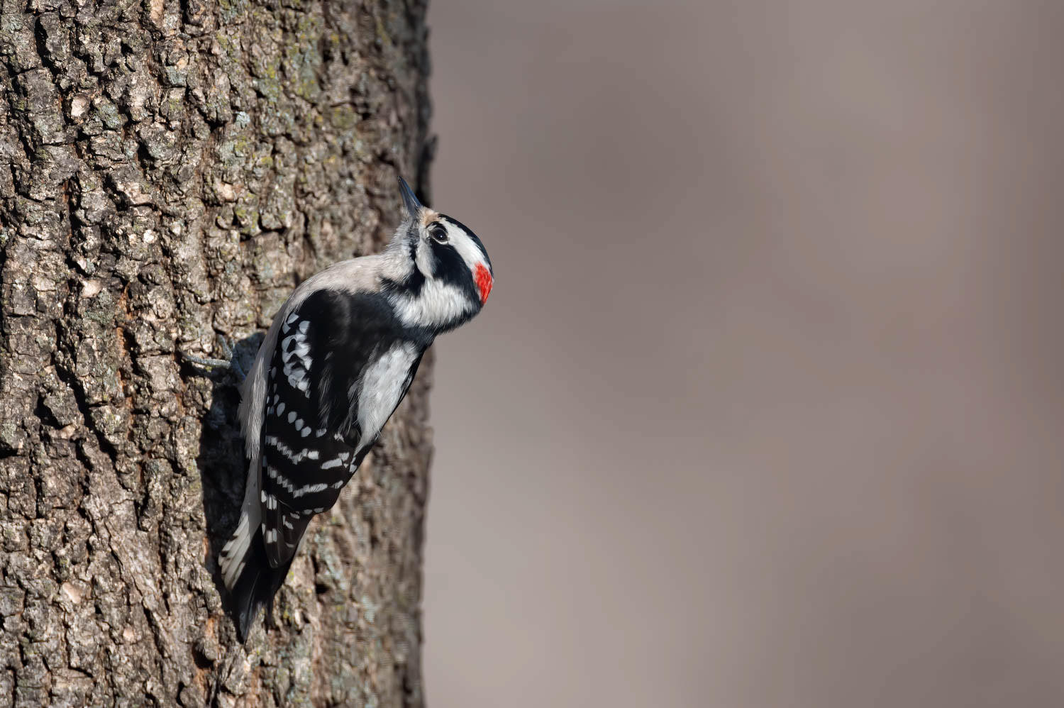Downy Woodpeclers - Male