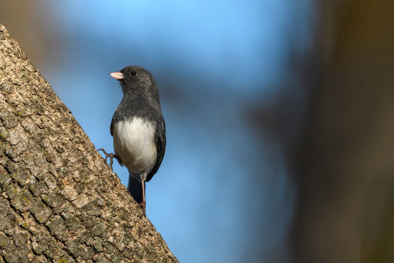 Dark-eyed Junco