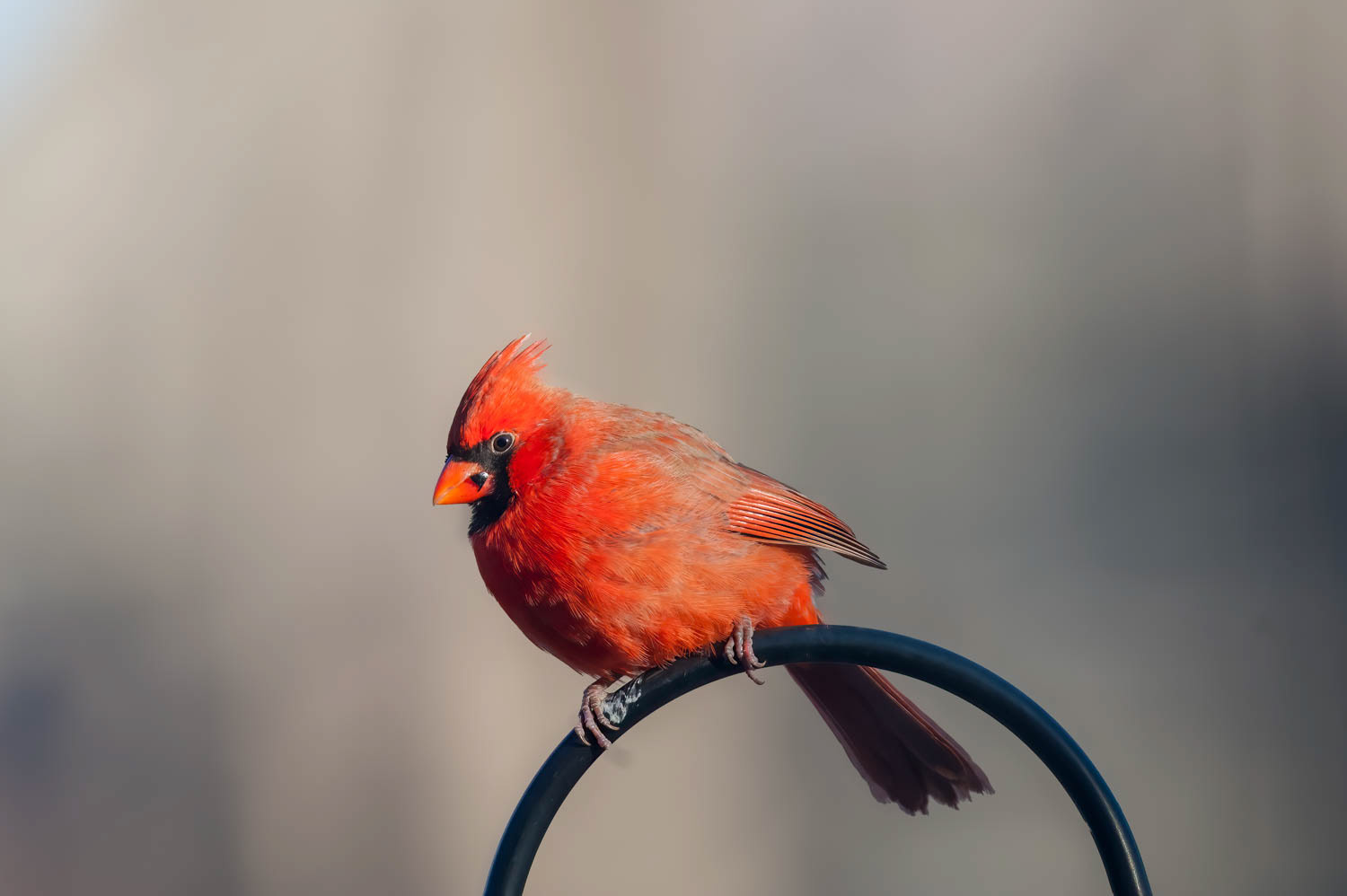 Northern Cardinal - Male