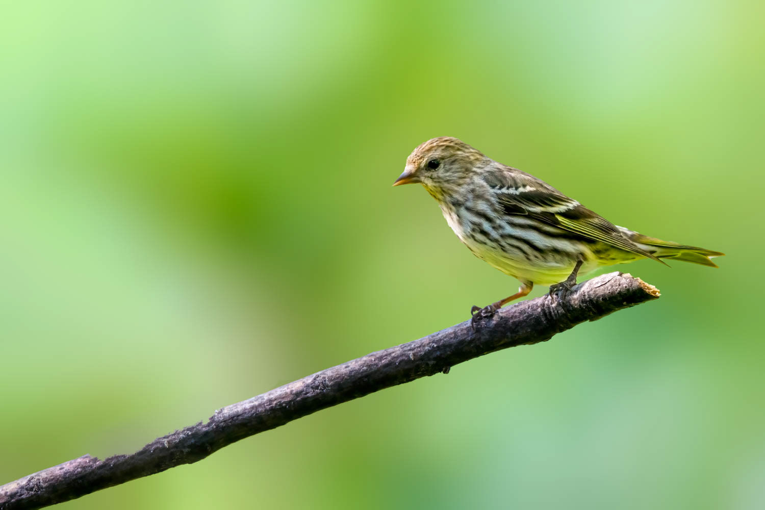 Pine Siskn